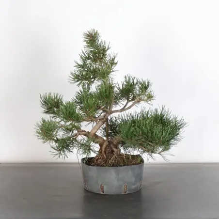 PREBONSAI PIN MUGO 1-27