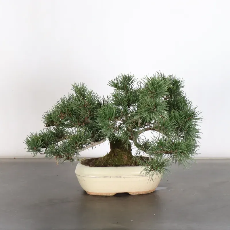 image supplémentaire - BONSAI PIN MUGO 1-28