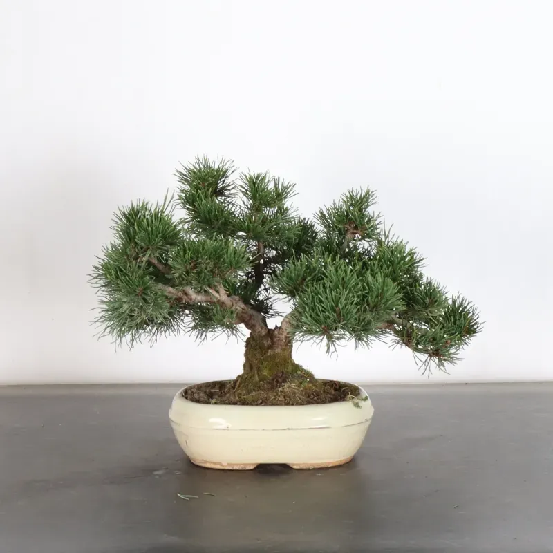 BONSAI PIN MUGO 1-28