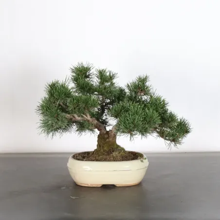 BONSAI PINUS MUGO 1-28
