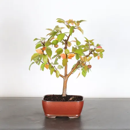 Bonsai Pommier