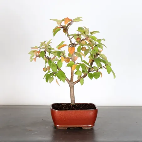 image supplémentaire - POMMIER "MALUS EVERESTE" 1-1