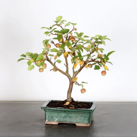 Bonsai Pommier