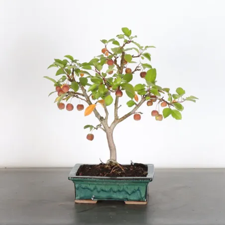 image supplémentaire - POMMIER "MALUS EVERESTE" 1-2