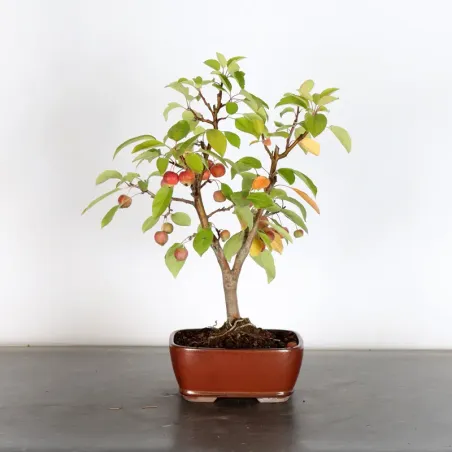 POMMIER "MALUS EVERESTE" 1-3