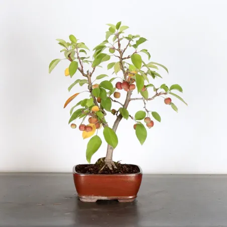image supplémentaire - POMMIER "MALUS EVERESTE" 1-3