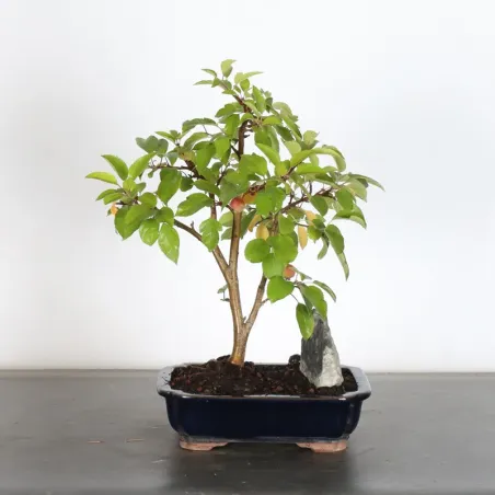 Bonsai Pommier