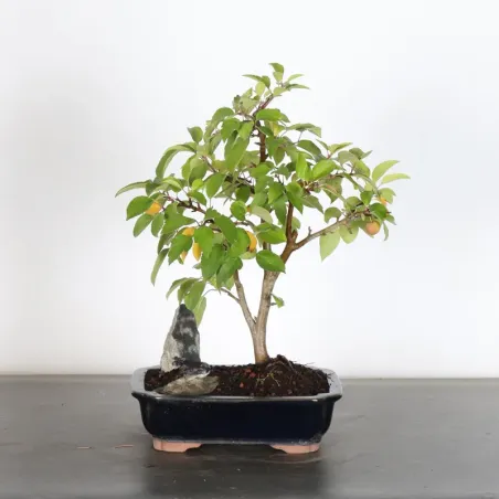 image supplémentaire - POMMIER "MALUS EVERESTE" 1-4
