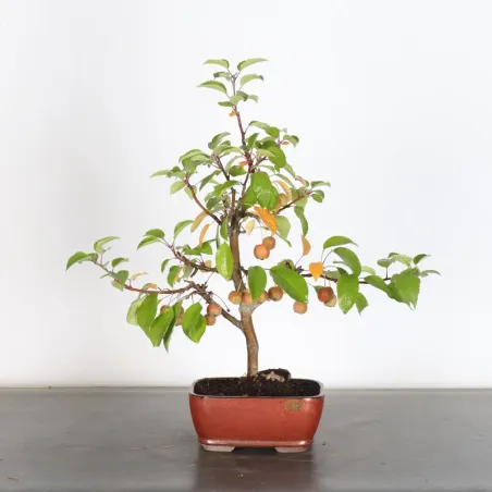 image supplémentaire - POMMIER "MALUS EVERESTE" 1-5