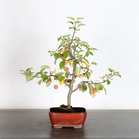 Bonsai Pommier