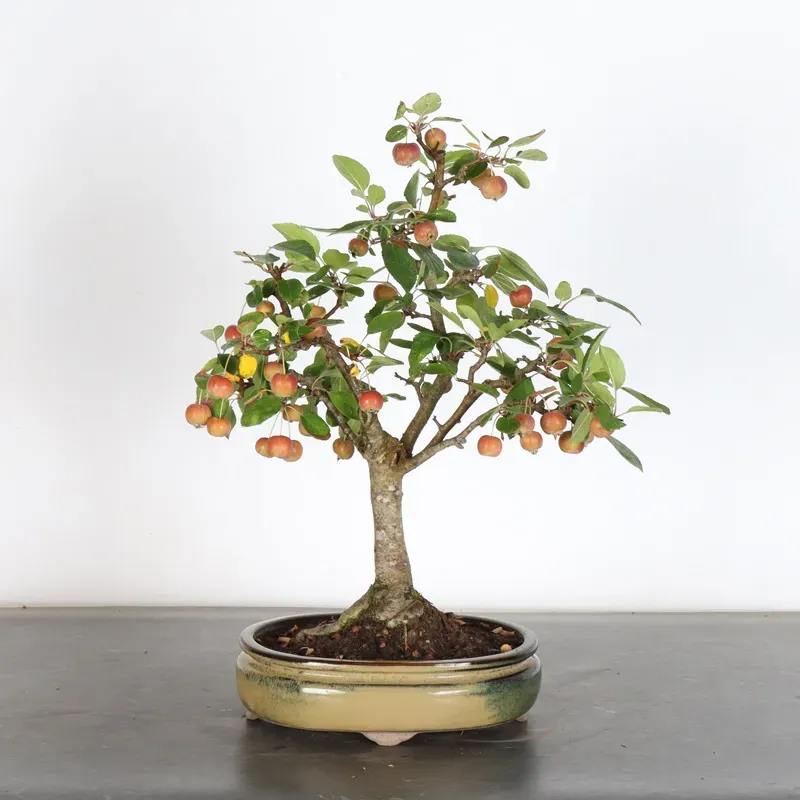 Bonsai Pommier