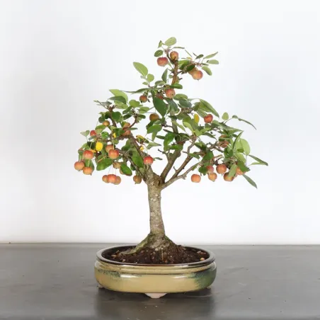Bonsai Pommier