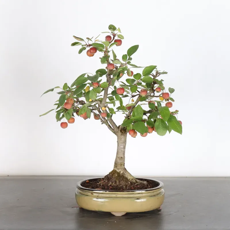 image supplémentaire - POMMIER "MALUS EVERESTE" 1-6