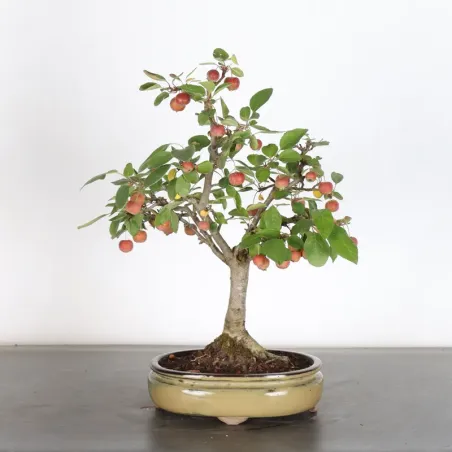 image supplémentaire - POMMIER "MALUS EVERESTE" 1-6