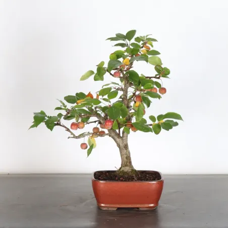 Bonsai apple tree "malus evereste" 1-7