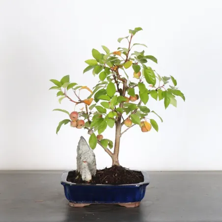 BONSAI APPLE TREE "MALUS EVERESTE" 1-8