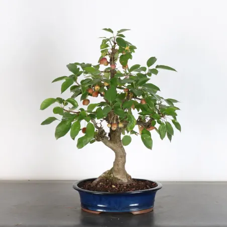 Bonsai apple tree "malus evereste" 1-9