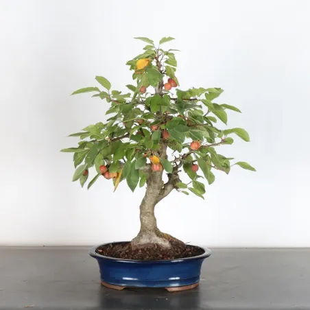 image supplémentaire - Bonsai apple tree "malus...