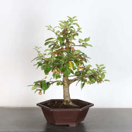 BONSAI APPLE TREE "MALUS EVERESTE" 1-10