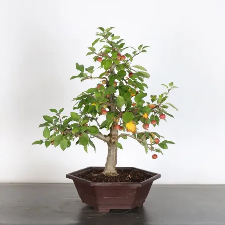 image supplémentaire - BONSAI APPLE TREE "MALUS...