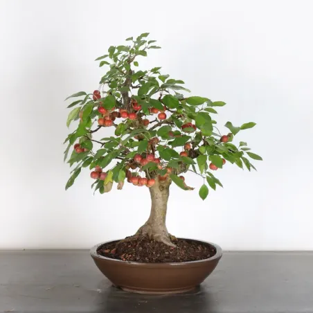 POMMIER "MALUS EVERESTE" 1-11