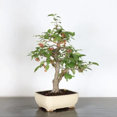 image supplémentaire - Pommier "malus evereste" 1-12