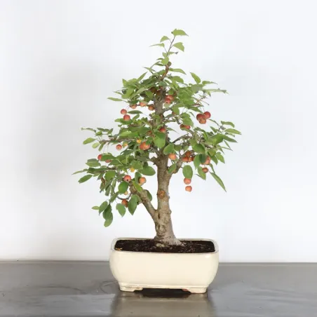 Bonsai apple tree "malus evereste" 1-12