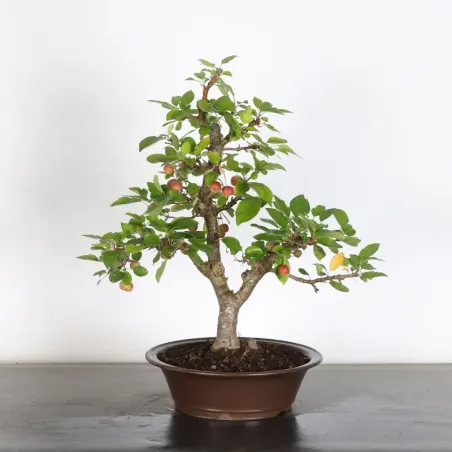 BONSAI APPLE TREE "MALUS EVERESTE" 1-14