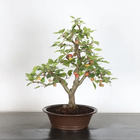 image supplémentaire - BONSAI APPLE TREE "MALUS...
