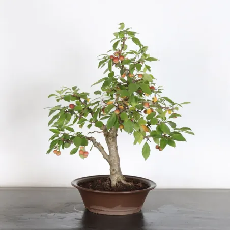 POMMIER "MALUS EVERESTE" 1-15