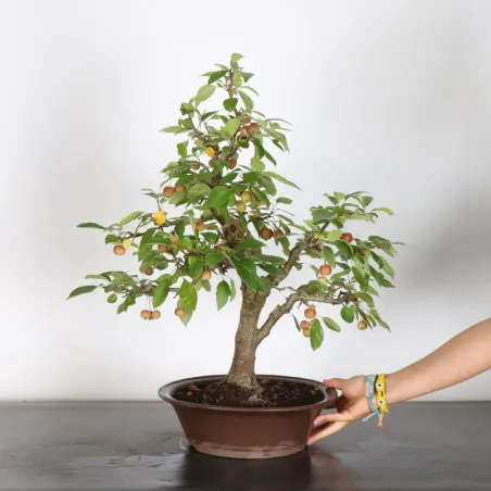 image supplémentaire - Bonsai apple tree "malus...