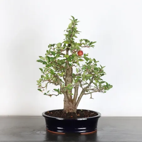 Bonsai apple tree "malus evereste" 1-16