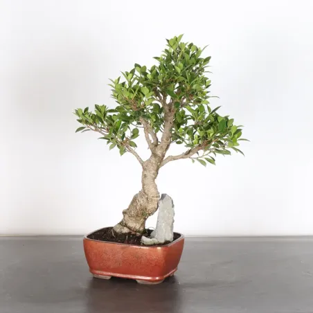 image supplémentaire - FICUS NITIDA 1-1