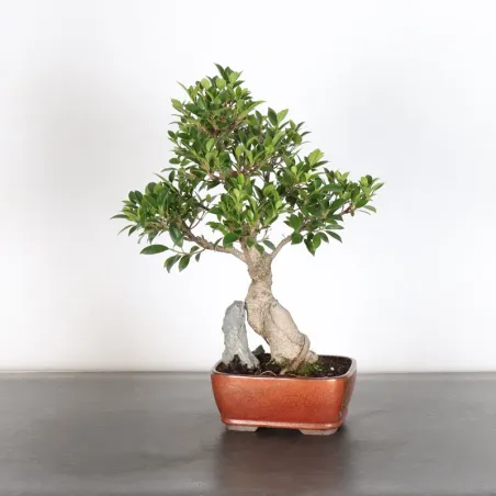FICUS NITIDA 1-1