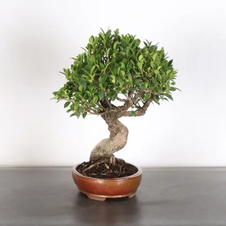 image supplémentaire - FICUS NITIDA 1-2
