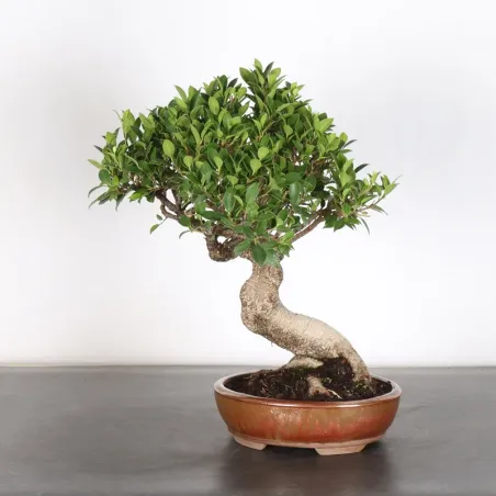 FICUS NITIDA 1-2