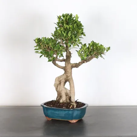 FICUS NITIDA 1-3