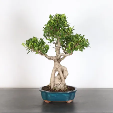 image supplémentaire - FICUS NITIDA 1-3