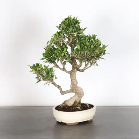 image supplémentaire - FICUS NITIDA 1-4