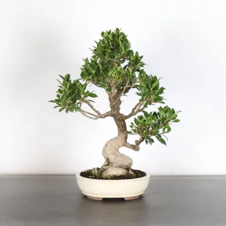 FICUS NITIDA 1-4
