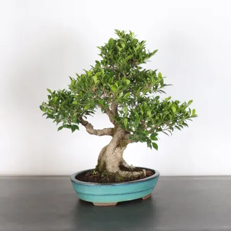 FICUS NITIDA 1-5