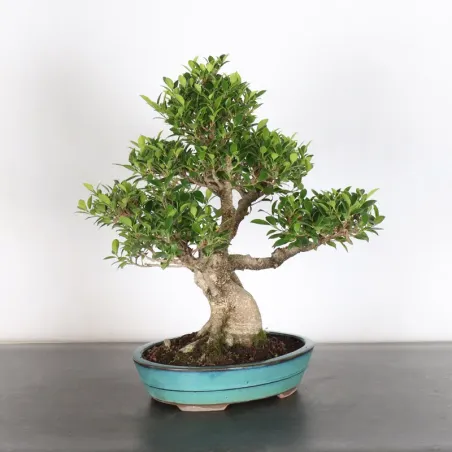 image supplémentaire - FICUS NITIDA 1-5