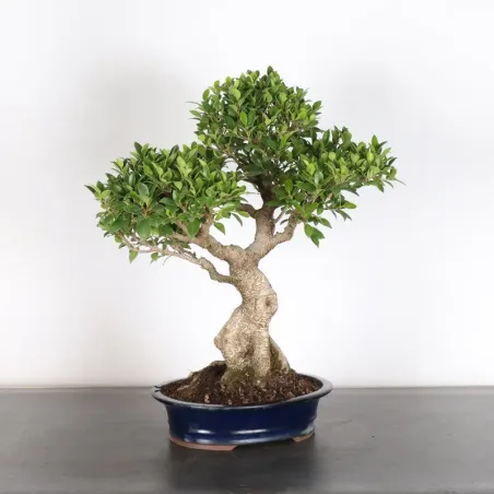 image supplémentaire - FICUS NITIDA 1-6