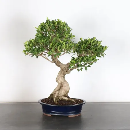 FICUS NITIDA 1-6
