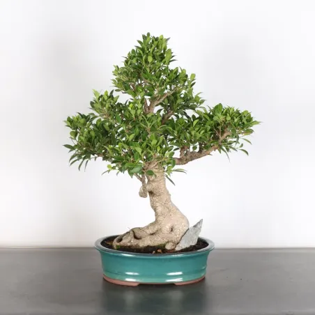 image supplémentaire - FICUS NITIDA 1-7