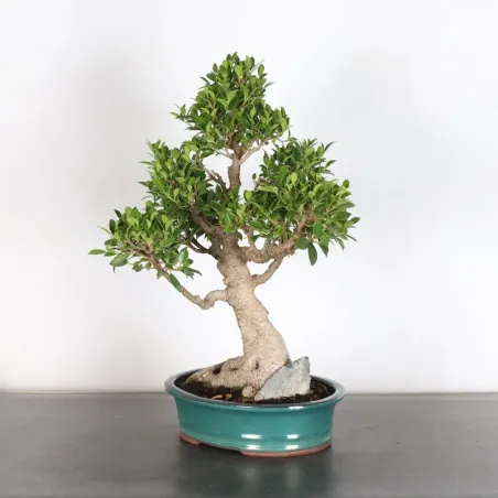FICUS NITIDA 1-7