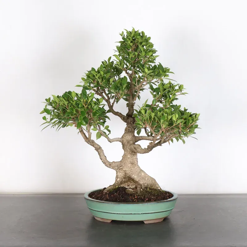FICUS NITIDA 1-8