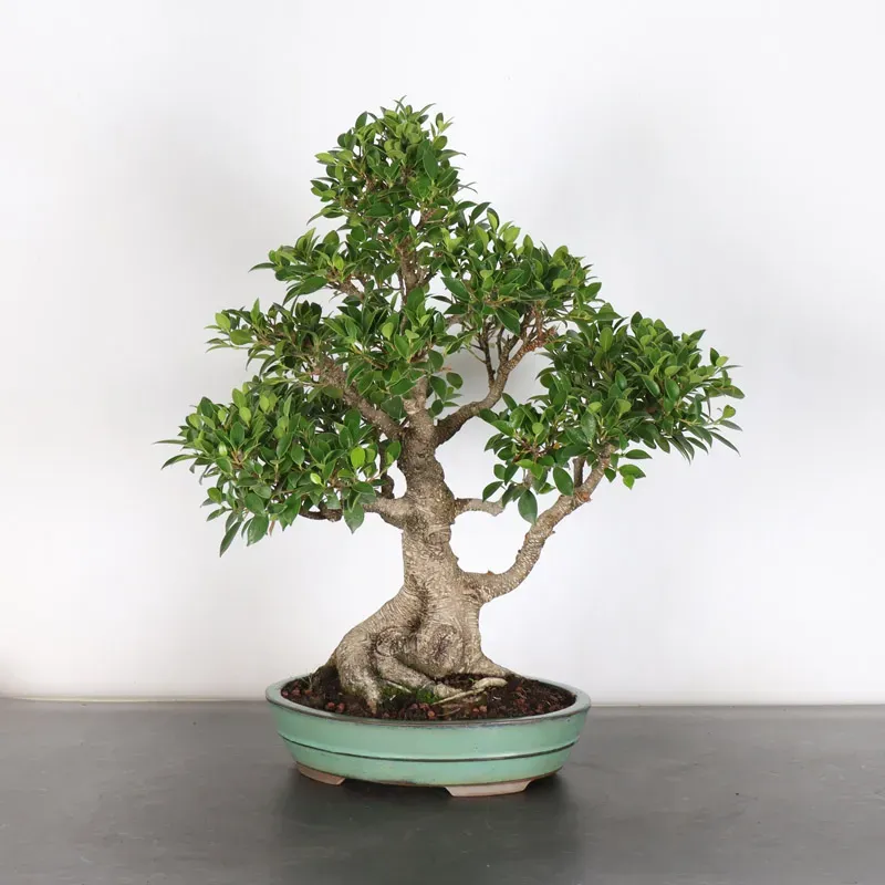 image supplémentaire - FICUS NITIDA 1-8