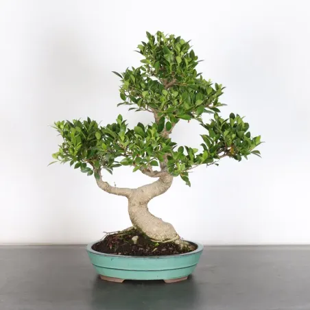 image supplémentaire - FICUS NITIDA 1-9