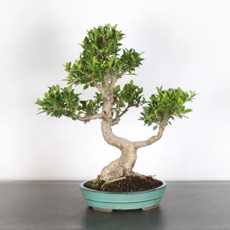 FICUS NITIDA 1-9